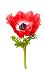 Red anemone flower usolated on white background.
