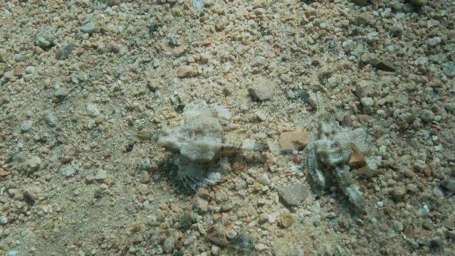 Pair of Seamoth move slowly one after another on the sandy bottom in sun rays (mating season). Pegasus, Little Dragonfish or Common Seamoth (Eurypegasus draconis)