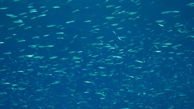 A large shoal of Blue sprat, Delicate round herring or blueback sprat (Spratelloides delicatulus). Massive school of small fish swims in the blue water in sunrays. 4K-60fps