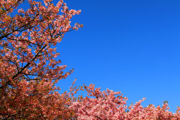 Beautiful spring wild Himalayan cheery blossom blooming on the trees with clear blue sky background at park garden Tokyo, Japan. Pink Sakura flower bushes with copy space. Beauty of flora, Botanical.