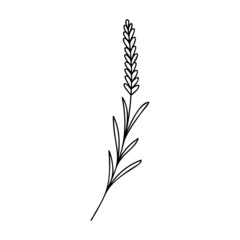Hand drawn plant element, twig, flower isolated on a white background. Doodle, simple outline illustration. It can be used for decoration of textile, paper.