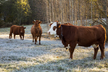 A herd of cows at early morning with first frost. Cows grazing on the frosted grass. Steam from...