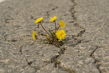 yellow dandelion flowers on the asphalt