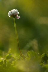 White clover flower with sun rays at sunset