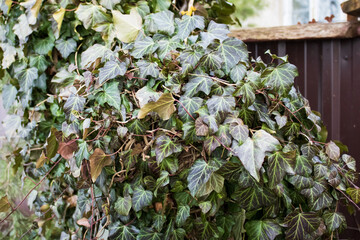Large ivy bush in the street. Green Hedera leaves.