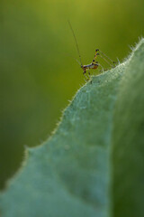 Little cricket on a leaf