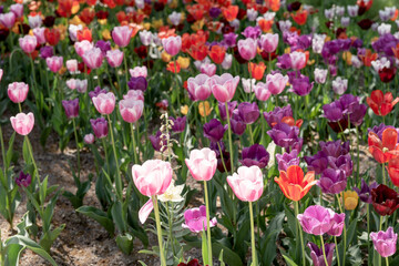 Obraz na płótnie Canvas Tulips with different types and colors in the park 