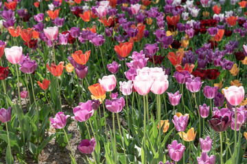 Tulips with different types and colors in the park	