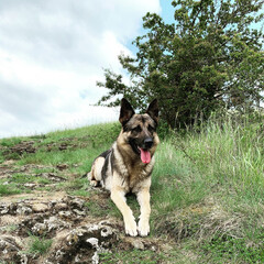 german shepherd dog lying on green grass