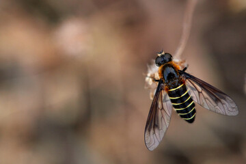 Hoverfly waiting for the sun