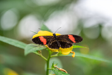 Fototapeta na wymiar close-up of a black and red butterfly on a yellow flower