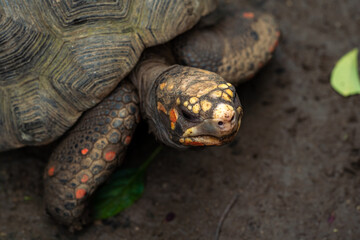 close-up shot of the head and legs of a turtle