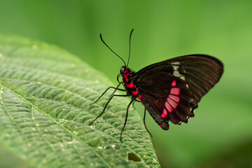 Obraz na płótnie Canvas close-up of a butterfly with a red and black wings and body perched on a leaf