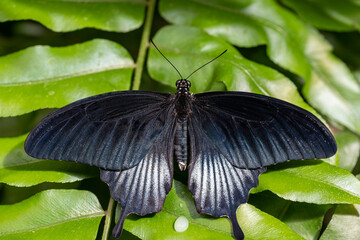 close-up of a butterfly seen from above in dark colours perched on a leaf