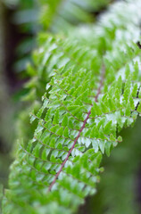 Perfect natural fern pattern, close-up leaf fern background in blur. Beautiful background top view