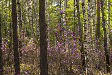 pink flowers of the purple rose in the forest