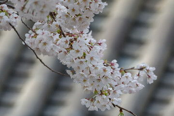 桜の花