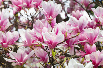 magnolia tree blossom in springtime. tender pink flowers bathing in sunlight. warm may weather. Blooming magnolia tree in spring, internet springtime banner. Spring floral background.