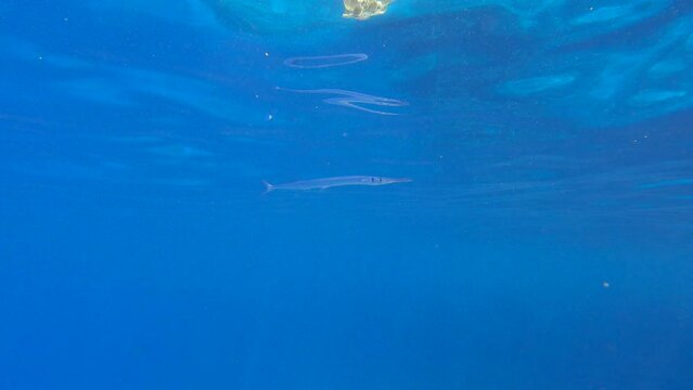 Needlefish stand over top of coral reef on cleaning station. 4K-60fps