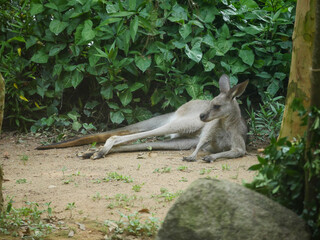 Eastern Grey Kangaroo : The eastern grey kangaroo (Macropus giganteus) is a marsupial found in the eastern third of Australia