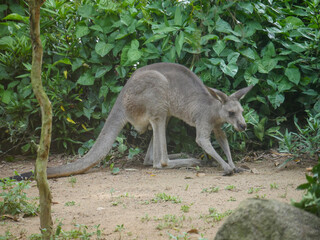 Naklejka na ściany i meble Eastern Grey Kangaroo : The eastern grey kangaroo (Macropus giganteus) is a marsupial found in the eastern third of Australia