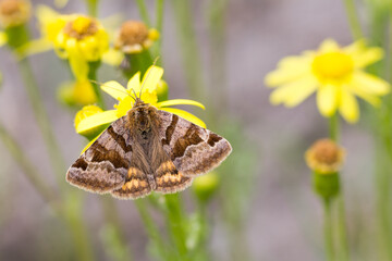 Motyl wygłoba koniczynówka na wiosennej łące