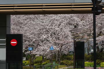 桜と道路標識