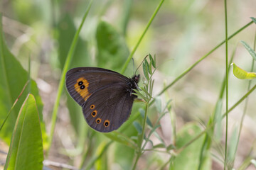 Motyl górówka meduza na wiosennej łące © Henryk Guziak