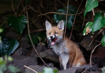 Urbn fox cubs exploring the garden