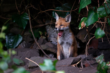 Fototapeta premium Urbn fox cubs exploring the garden