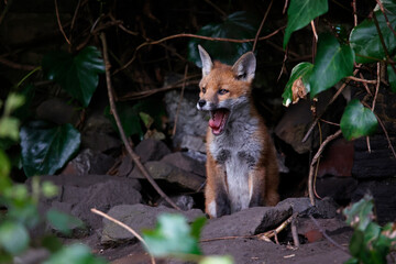 Urbn fox cubs exploring the garden