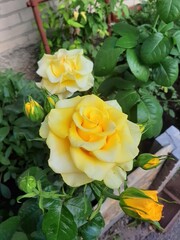 yellow roses in a garden