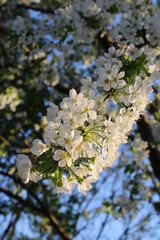 Cherry tree