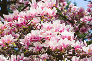 magnolia tree blossom in springtime. tender pink flowers bathing in sunlight. warm may weather. Blooming magnolia tree in spring, internet springtime banner. Spring floral background.