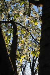 Cherry tree