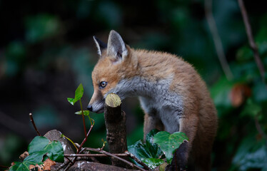 Urbn fox cubs exploring the garden