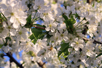 Cherry blossom