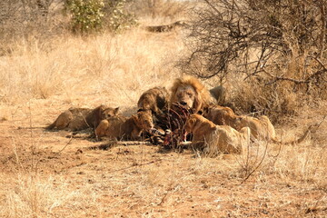 pride of lions eating zebra