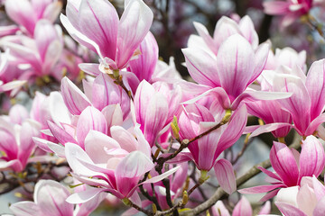 Obraz na płótnie Canvas magnolia tree blossom in springtime. tender pink flowers bathing in sunlight. warm may weather. Blooming magnolia tree in spring, internet springtime banner. Spring floral background.