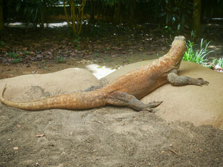 Komodo Dragon, also known as the Komodo monitor, is a member of the monitor lizard family