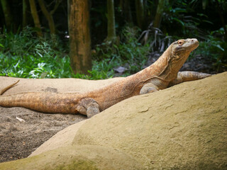 Komodo Dragon, also known as the Komodo monitor, is a member of the monitor lizard family