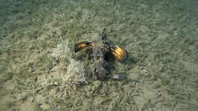 Demon Stinger slowly walks on sandy bottom covered with algae. Bearded Ghoul, Sea Goblin or Devilfish (Inimicus didactylus). 4K-60fps