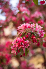 spring flower blossom trees, sakura, cherry, apple tree