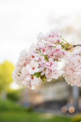 spring flower blossom trees, sakura, cherry, apple tree