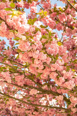 spring flower blossom trees, sakura, cherry, apple tree