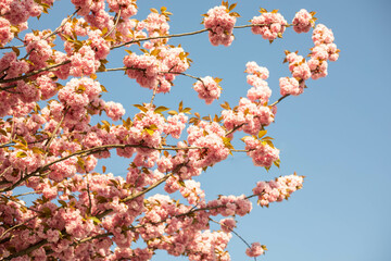 spring flower blossom trees, sakura, cherry, apple tree