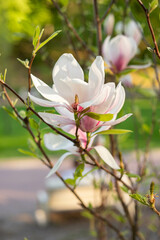 Obraz premium spring flower blossom trees, sakura, cherry, apple tree