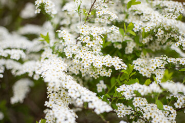 spring flower blossom trees, sakura, cherry, apple tree