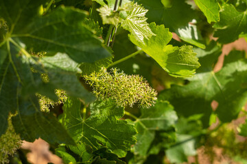 leaves on the vine