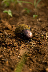 dung beetle